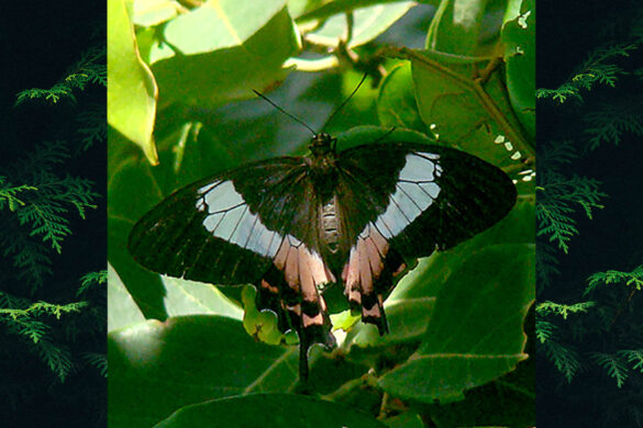 Parides ascanius