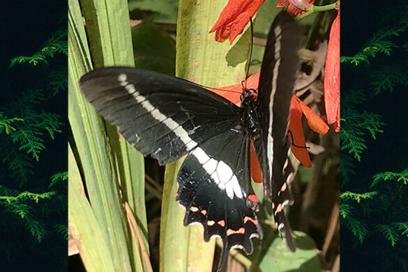 Parides bunichus bunichus