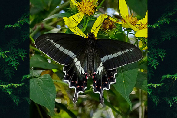 Parides bunichus diodorus
