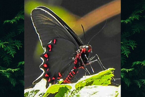 Parides bunichus perrhebus