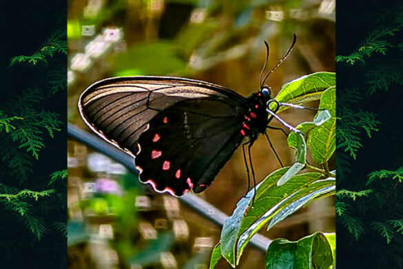 Parides burchellanus burchellanus