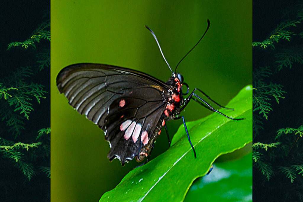Parides erithalion