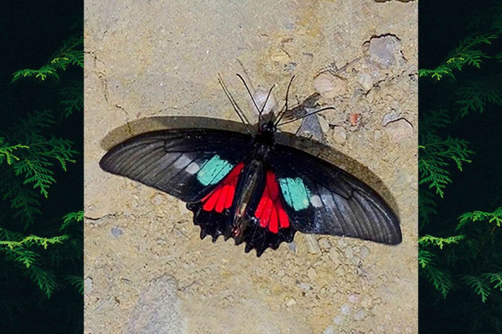 Parides neophilus eurybates