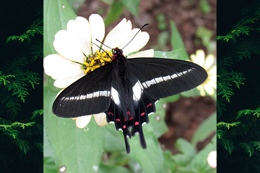Parides proneus