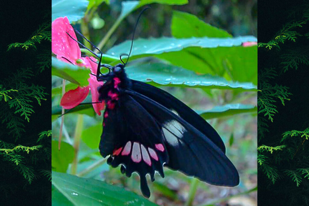 Parides tros tros