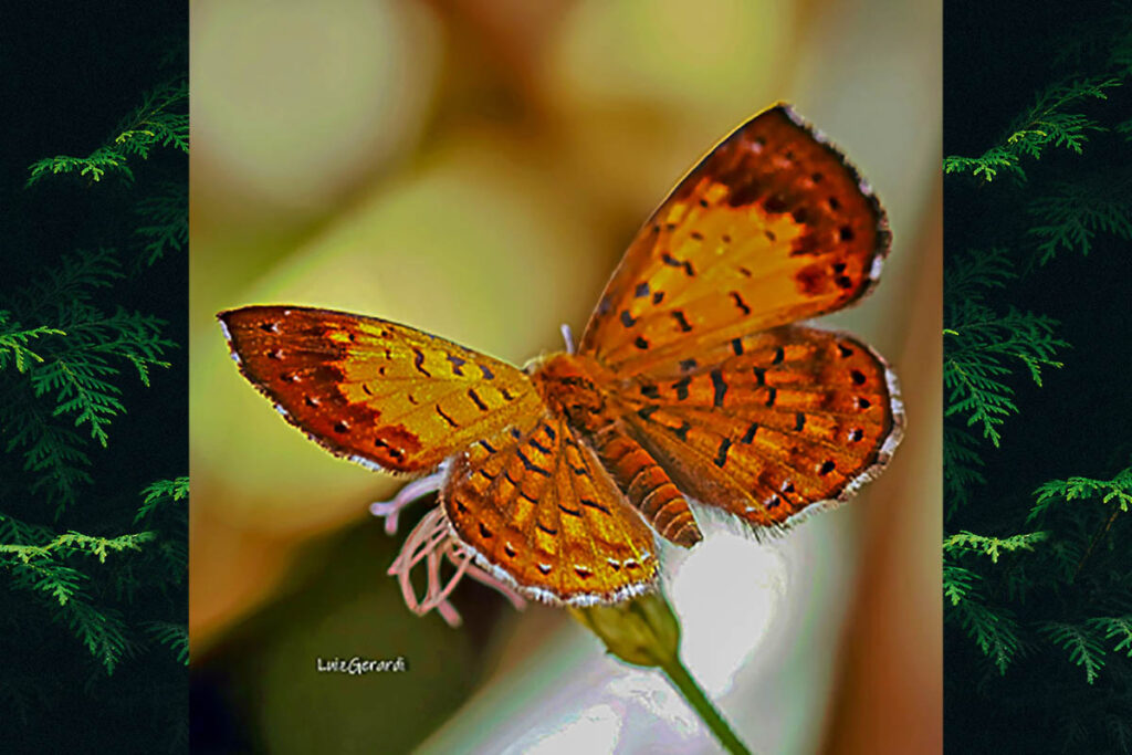 Parvospila lucianus