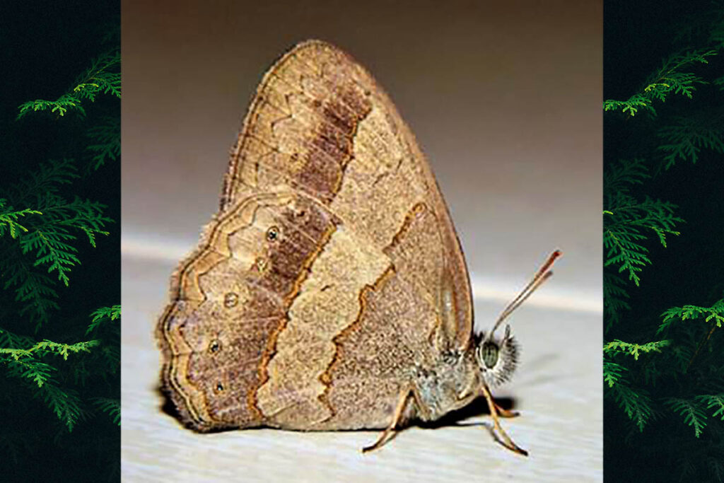 Paryphthimoides poltys poltys