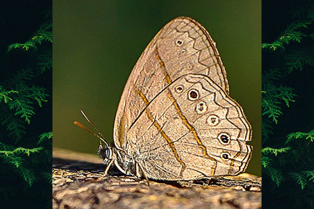 Paryphthimoides vestigiata