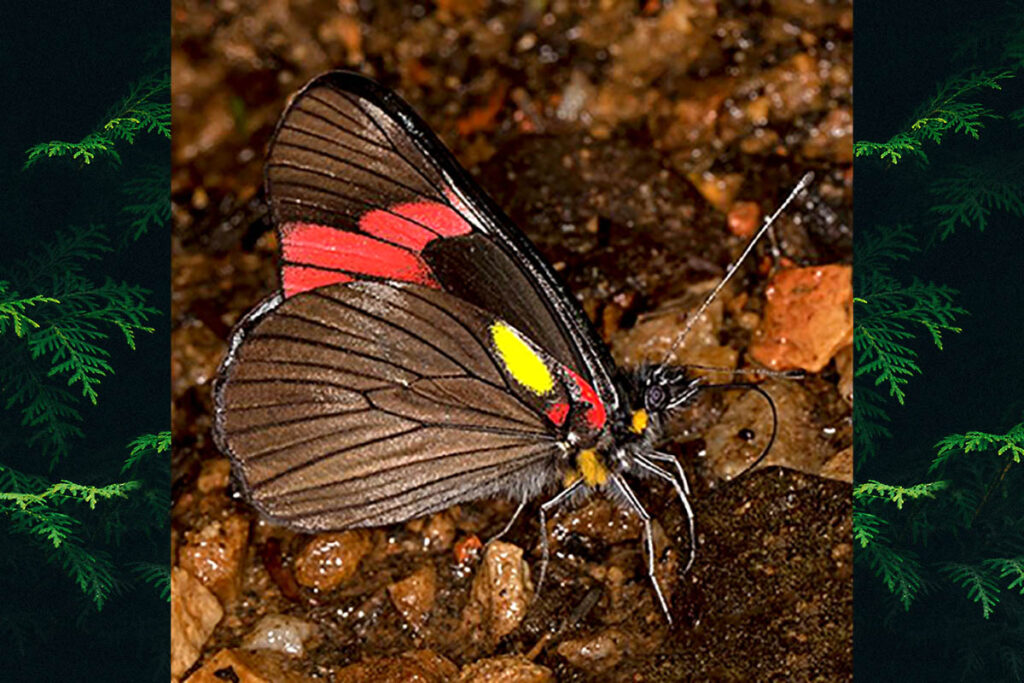 Pereute antodyca