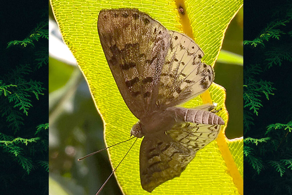 Periplacis felsina