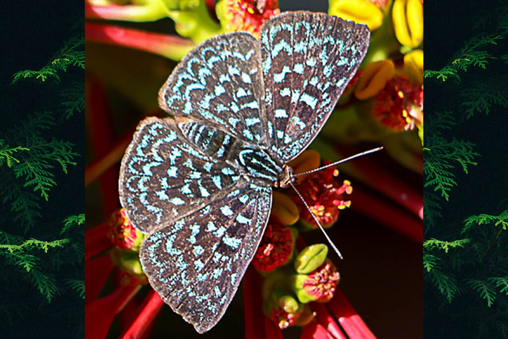 Periplacis pretus