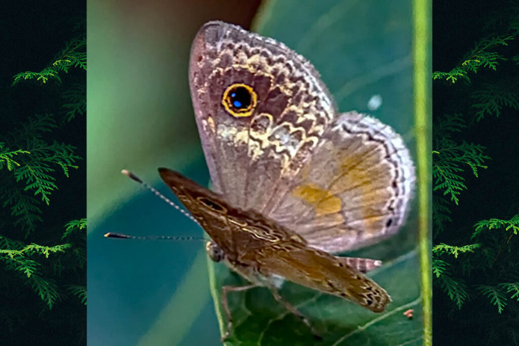 Perophthalma tullius