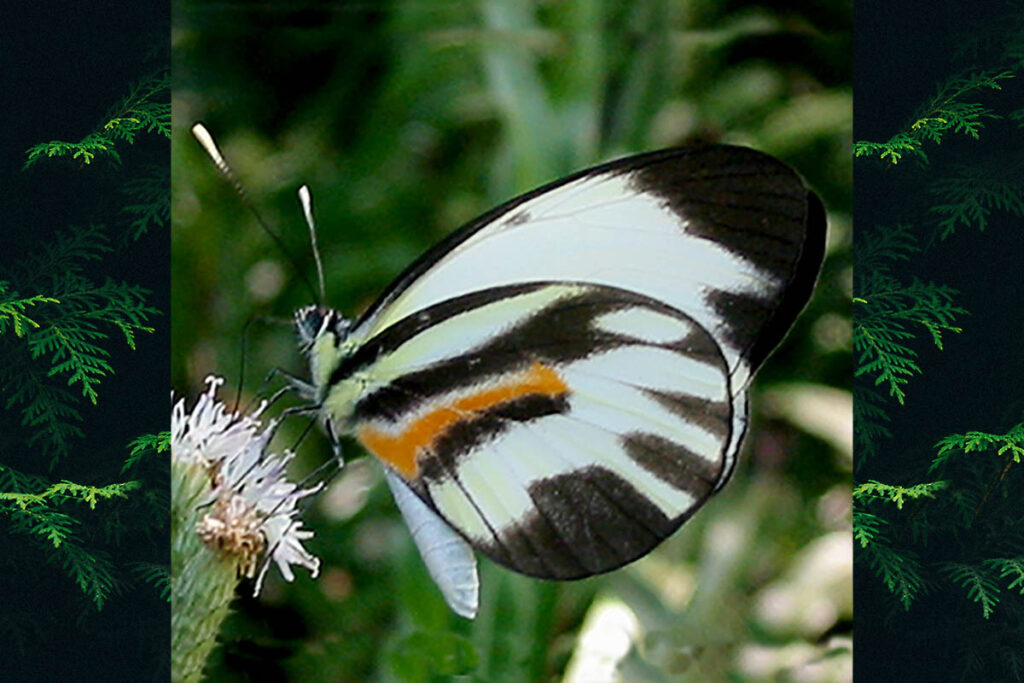Perrhybris pamela eieidias