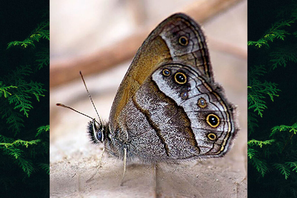 Pharneuptychia phares