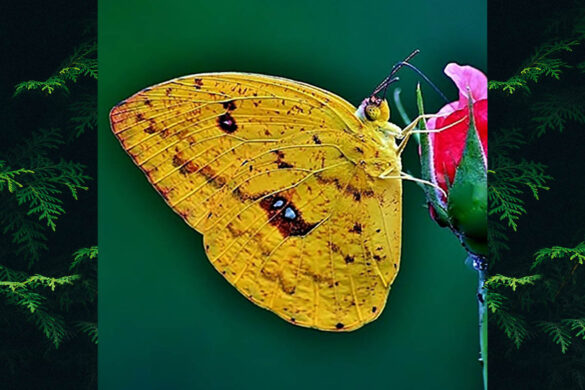 Phoebis argante argante