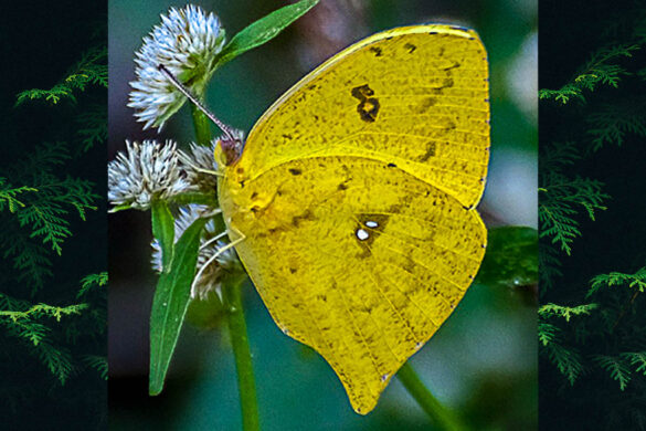Phoebis neocypris neocypris