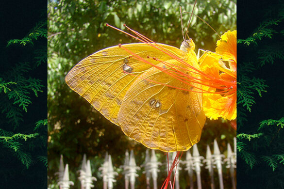 Phoebis philea philea