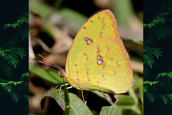 Phoebis sennae marcellina