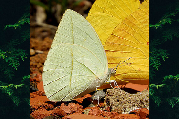 Phoebis trite banksi