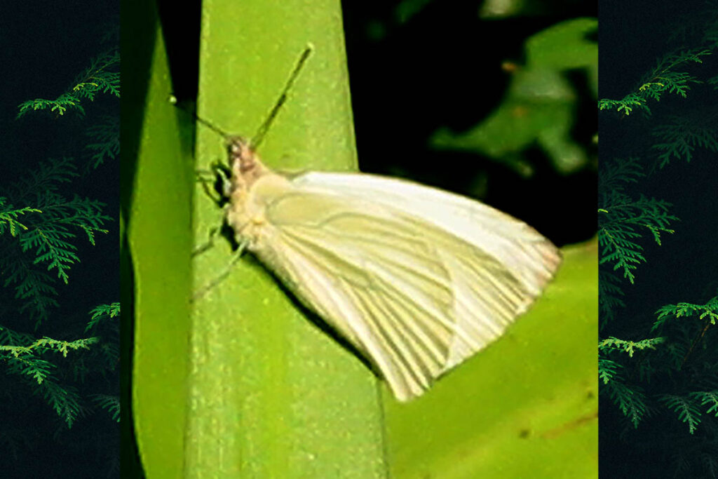 Phulia maenacte itatiayae