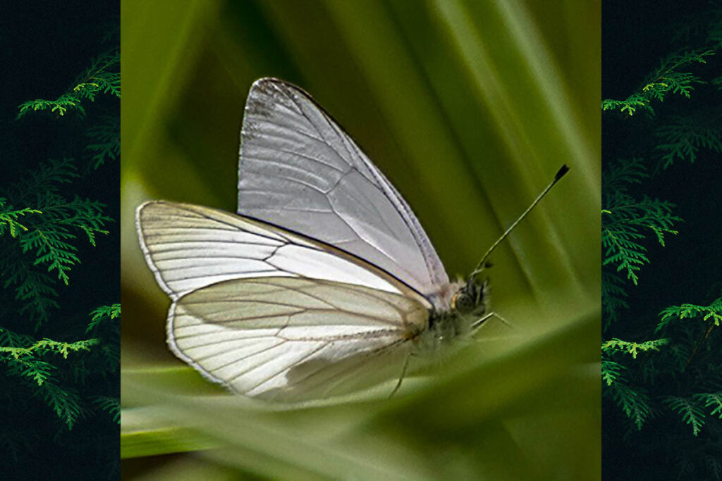 Phulia maenacte maenacte
