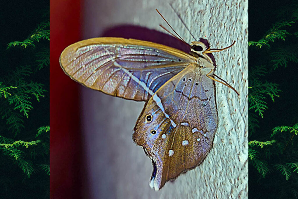Pierella hyalinus extincta
