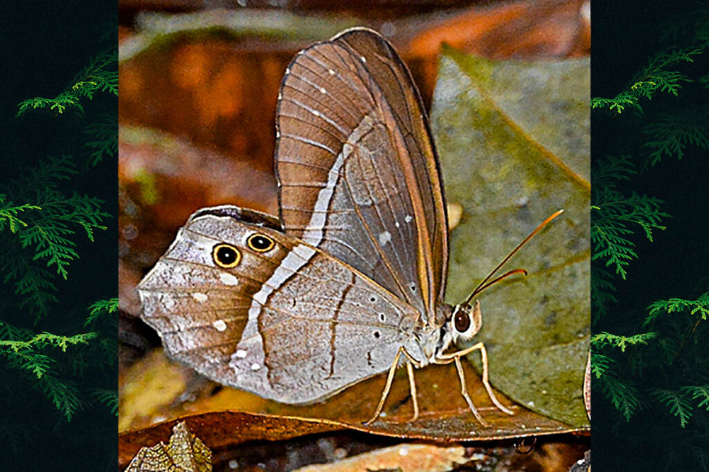 Pierella lena brasiliensis