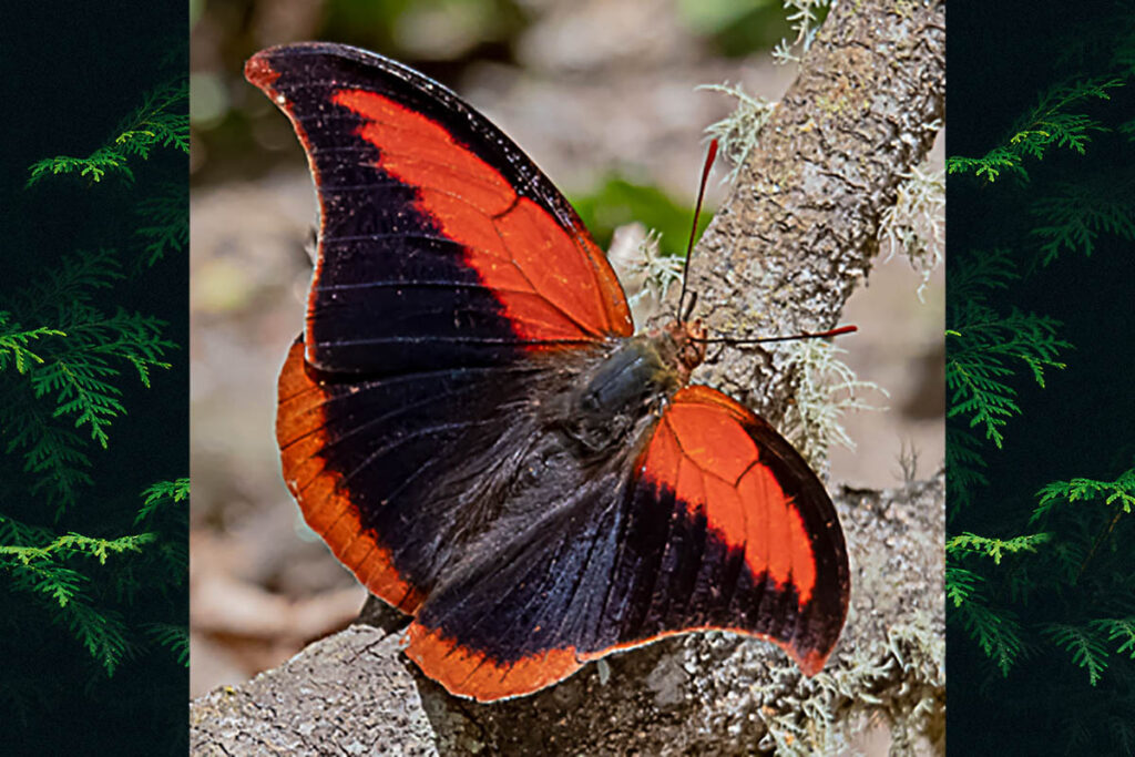 Polygrapha suprema