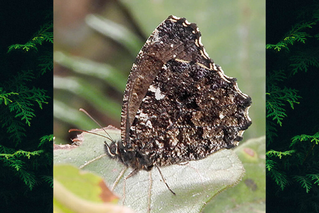 Praepedaliodes amussis
