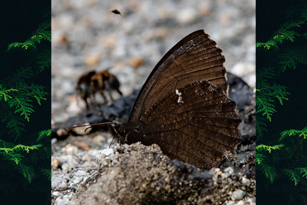 Praepedaliodes exul