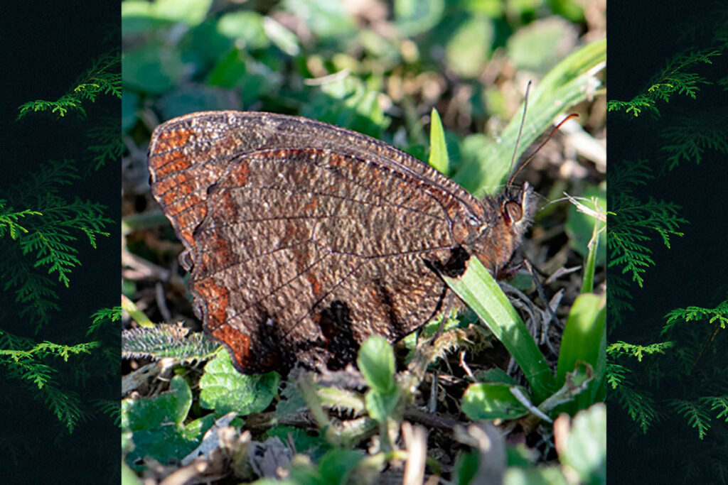 Praepedaliodes landryi