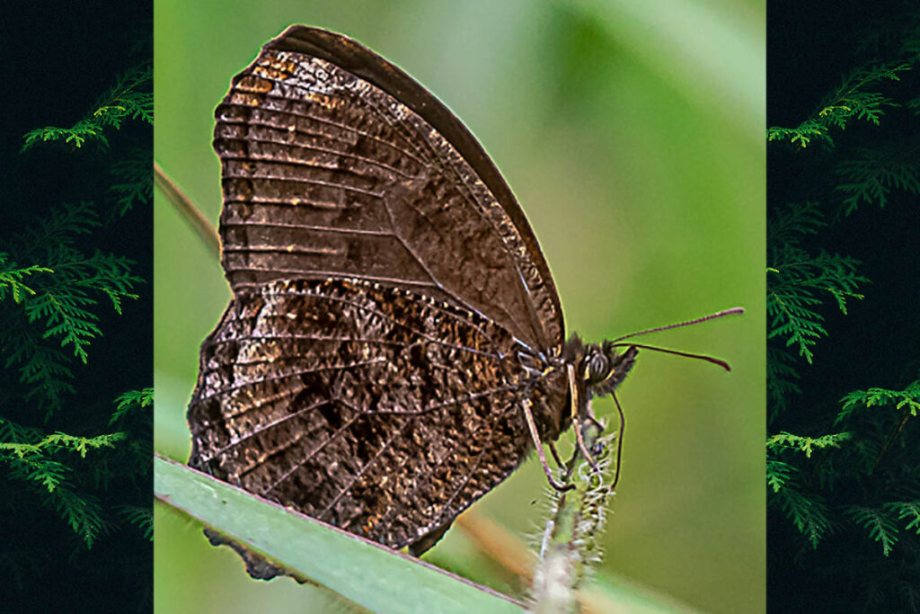 Praepedaliodes phanias