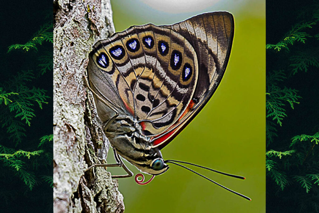 Prepona claudina godmani