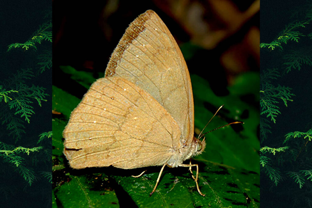 Pseudodebis euptychidia