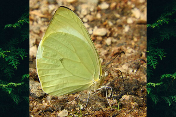 Pseudopieris nehemia nehemia