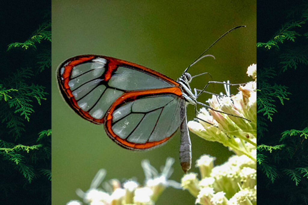 Pseudoscada acilla acilla