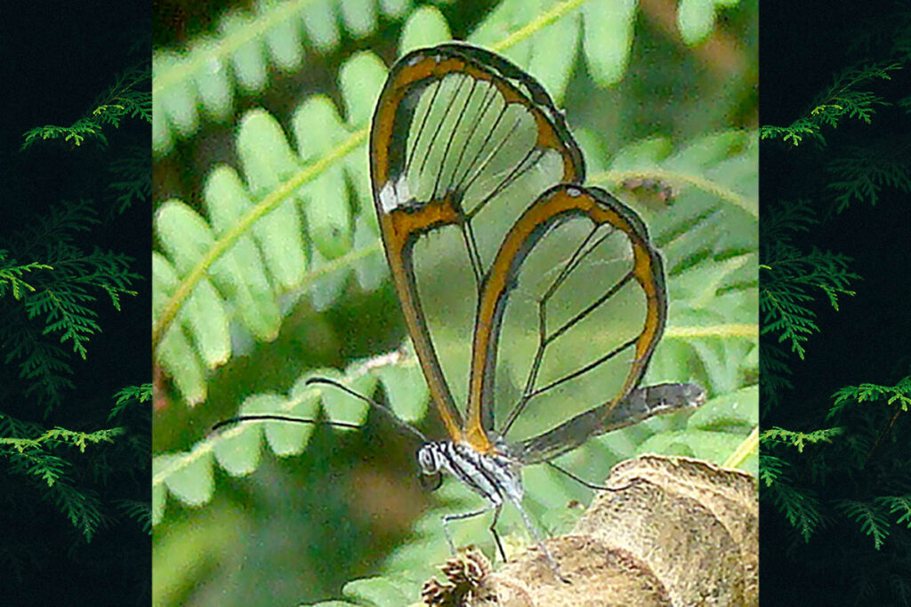Pseudoscada erruca