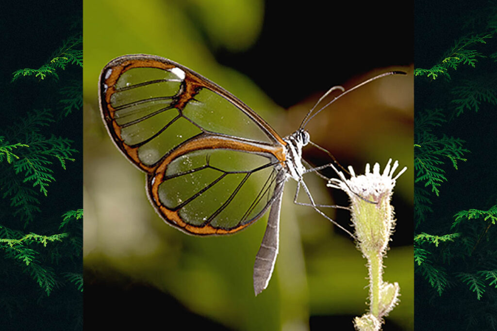 Pteronymia carlia