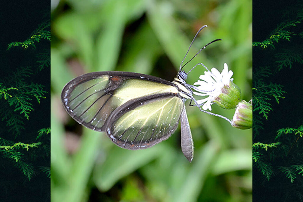 Pteronymia euritea