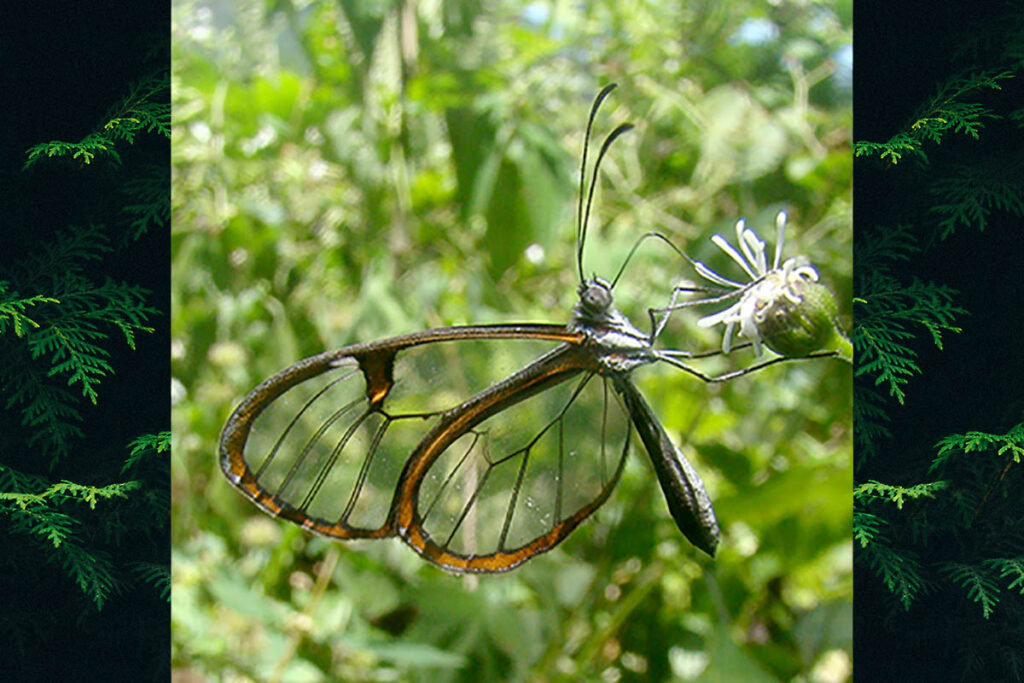 Pteronymia sylvo