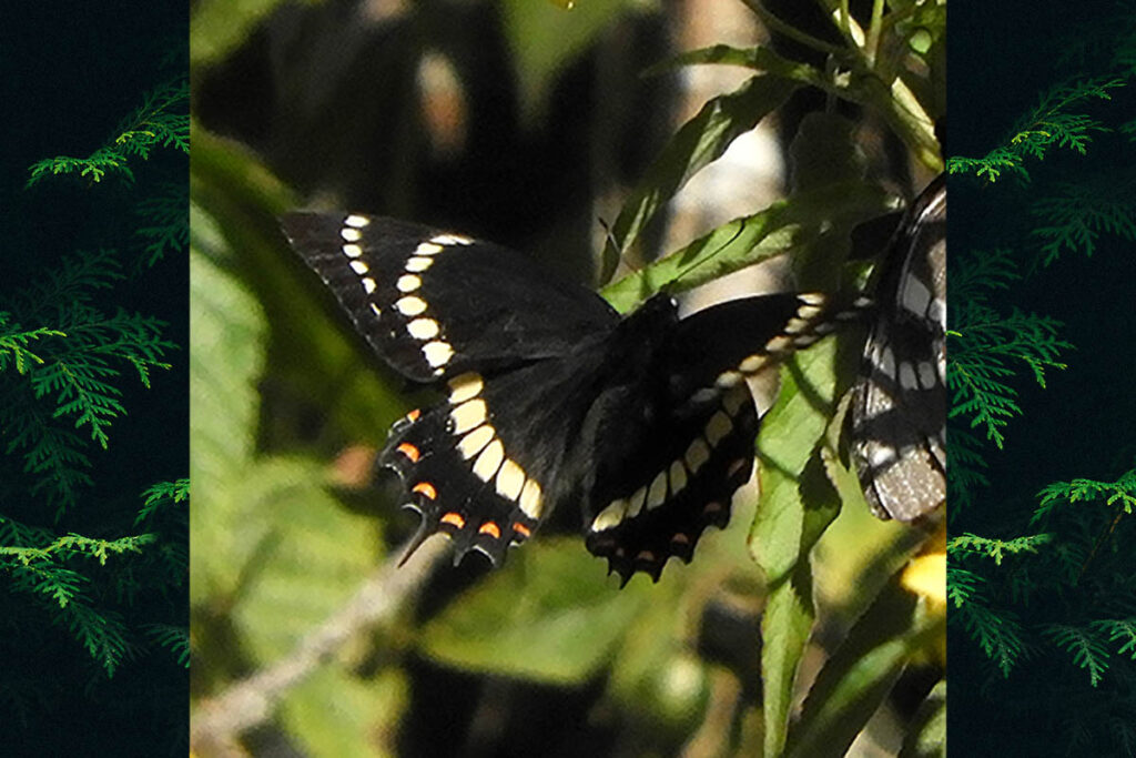 Pterourus cleotas