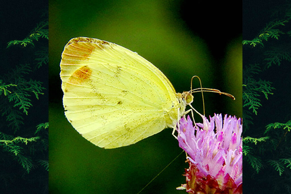 Pyrisitia leuce leuce