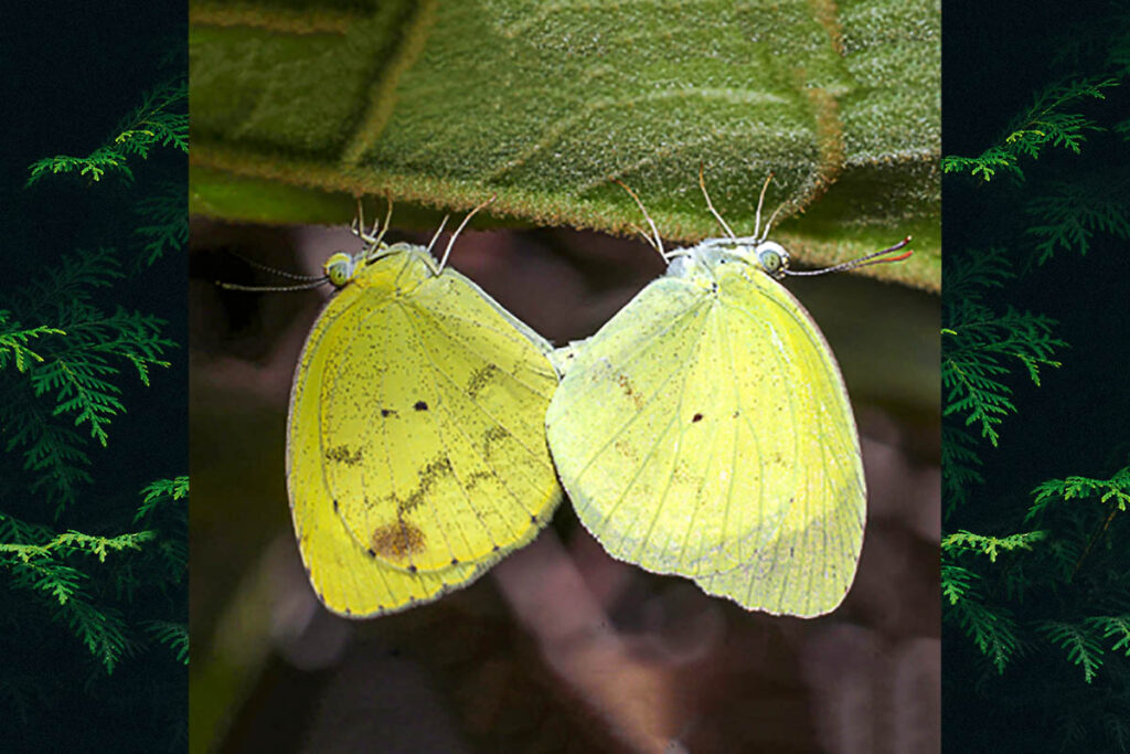Pyrisitia nise tenella
