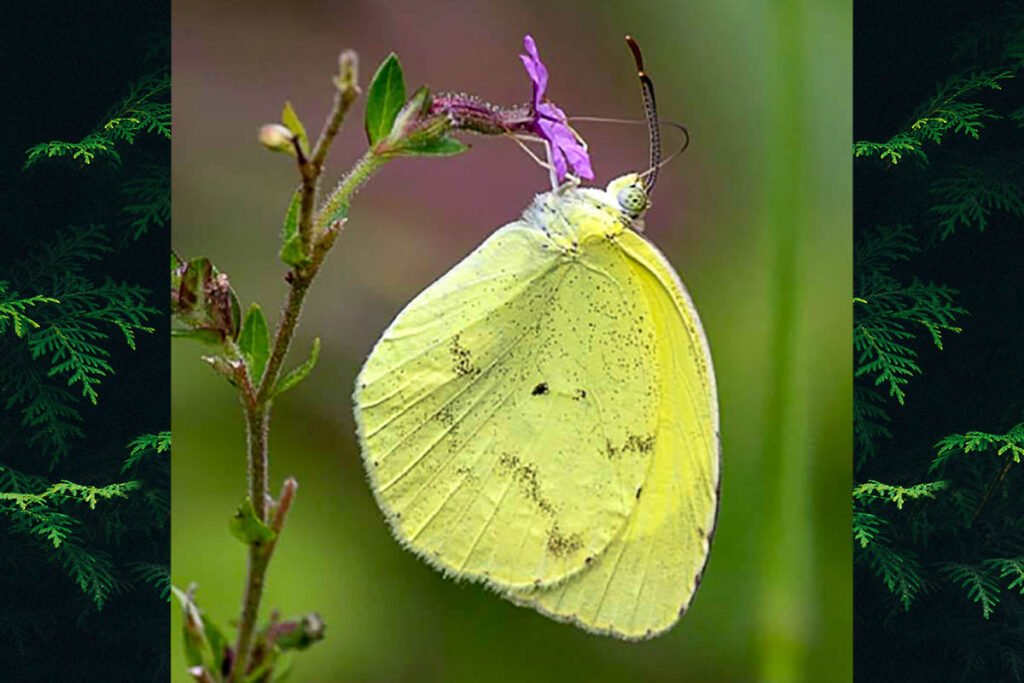 Pyrisitia venusta