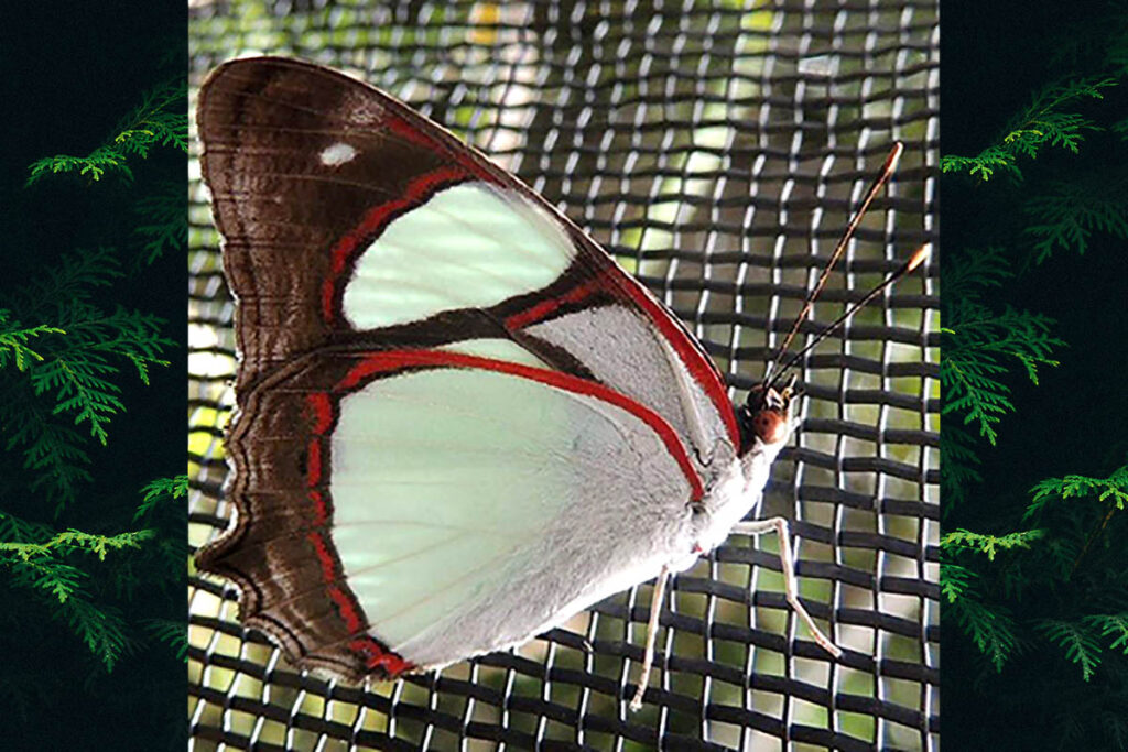 Pyrrhogyra amphiro amphiro