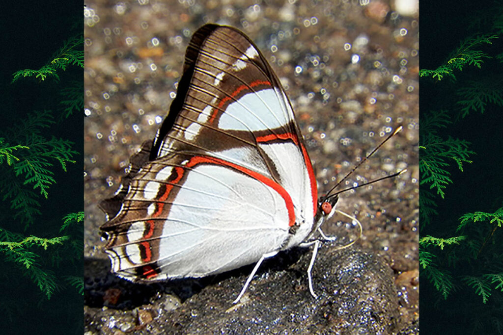Pyrrhogyra neaerea ophni