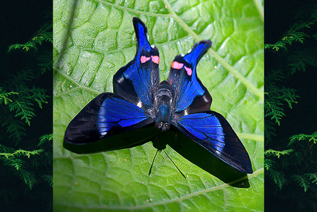 Rhetus periander eleusinus