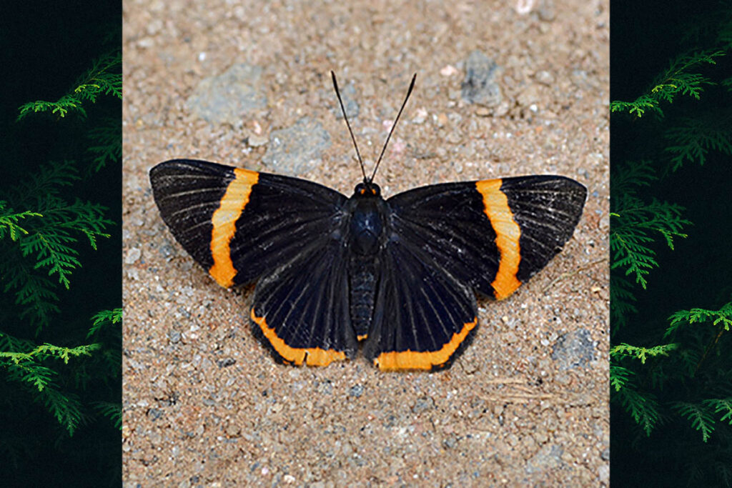 Riodina lycisca lycisca