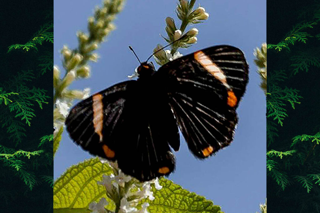 Riodina lycisca lysistratus