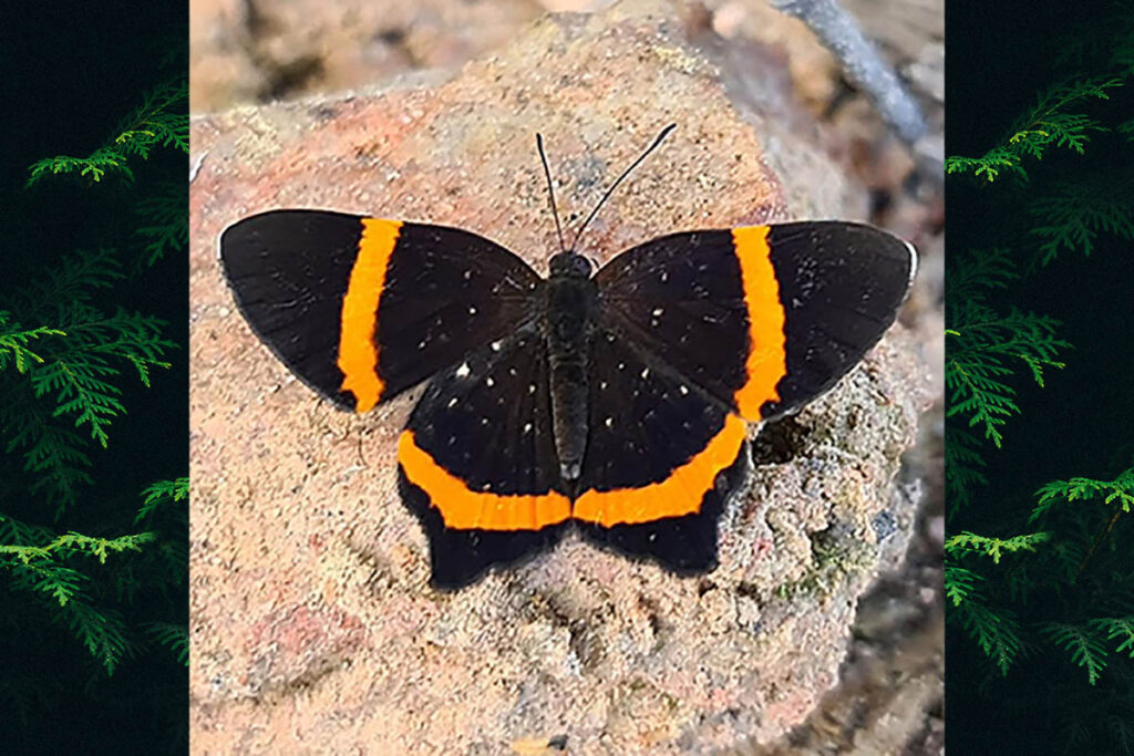 Riodina lysippus lysias